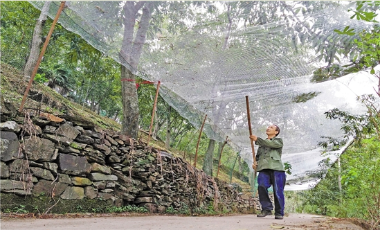 這顆&ldquo;搖錢(qián)樹(shù)&rdquo;怎么了？