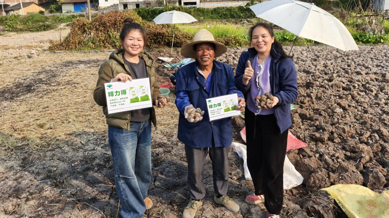 愛普科技助力荔浦馬蹄增產(chǎn)增收